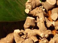 Coir Fiber