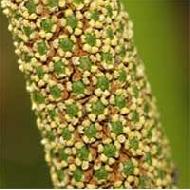Coir Fiber