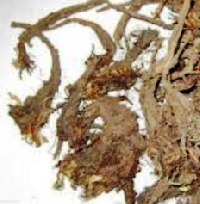Coir Fiber