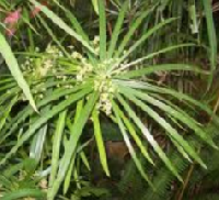 Coir Fiber