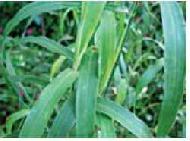 Coir Fiber