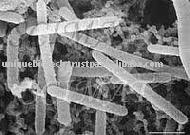 Lactobacillus Acidophilus