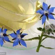 Borage Seed Oil