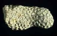 Coral Calcium