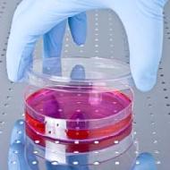 Laboratory Gloves