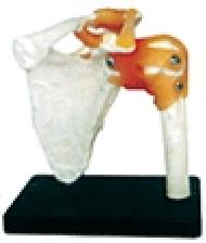 Shoulder Joint Model