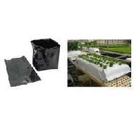 Coir Fiber