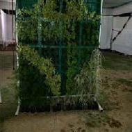 Coir Fiber