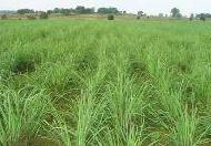 Coir Fiber