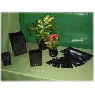 Coir Fiber