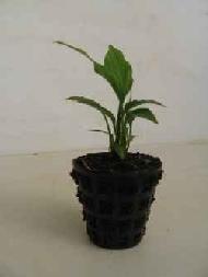 Coir Fiber