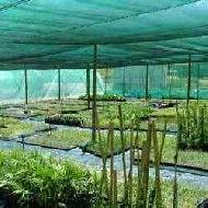 Coir Fiber