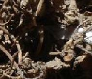 Coir Fiber