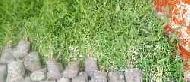 Coir Fiber
