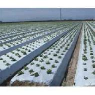 Coir Fiber