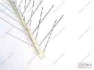 Coir Fiber
