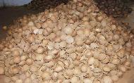 Coir Fiber