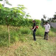 Coir Fiber