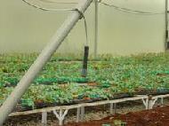 Coir Fiber