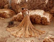 Coir Fiber