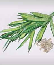 Coir Fiber