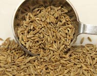 Coir Fiber