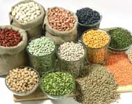 Coir Fiber