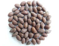Coir Fiber