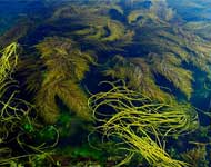 Coir Fiber