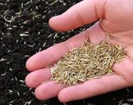 Coir Fiber