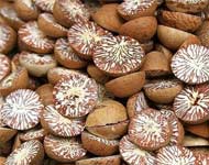 Coir Fiber