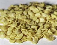 Coir Fiber