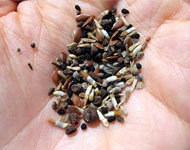 Coir Fiber