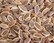 Coir Fiber