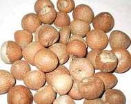 Coir Fiber
