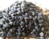 Coir Fiber