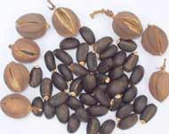 Coir Fiber
