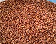 Coir Fiber