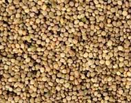 Coir Fiber