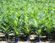 Coir Fiber