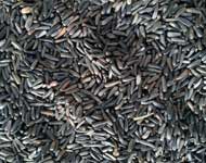 Coir Fiber