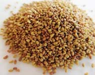 Coir Fiber