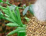 Coir Fiber