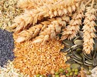 Coir Fiber