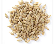 Coir Fiber