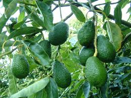 Full Sun Exposure Litchi Fruit Plants