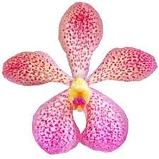 Mokara Orchids