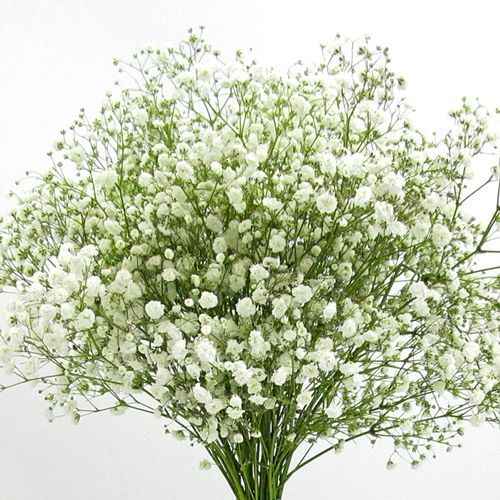 Cut Flowers