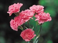 Carnation Flower