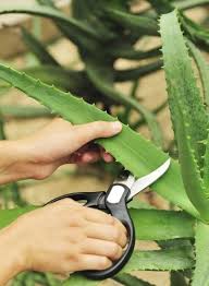 Natural Aloe Vera Plant